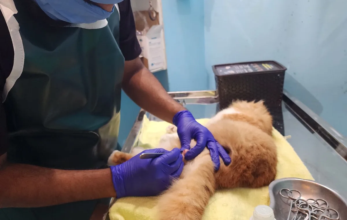 Veterinary vaccination service