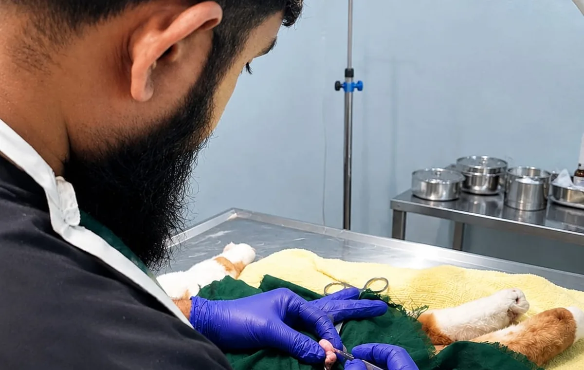 Veterinary health check-up and medication